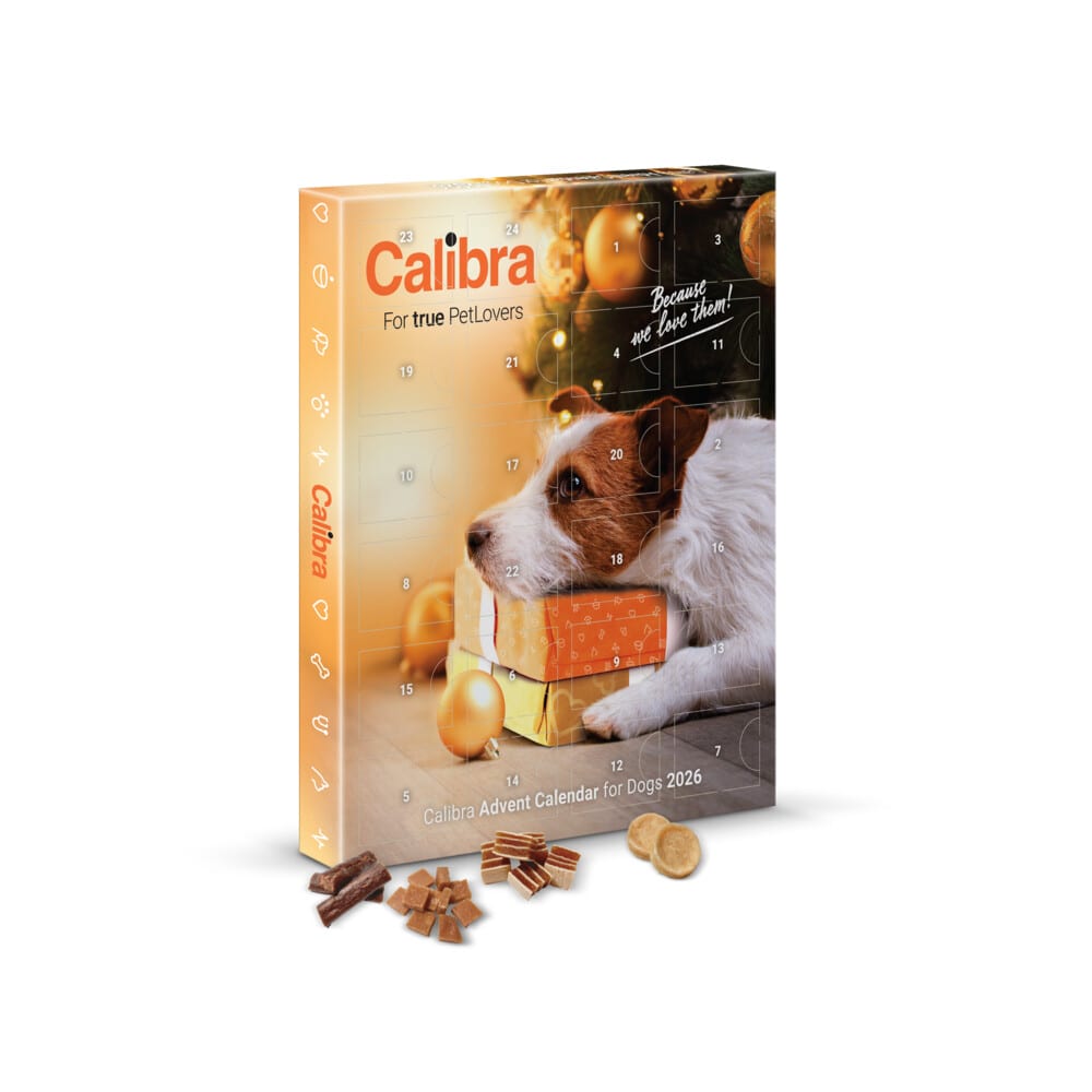 Calibra adventskalender voor honden 2026 met een Jack Russell op een cadeautje en losse hondensnacks ervoor